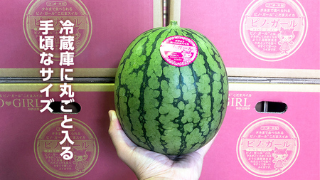 こだまスイカ ピノ・ガール（１玉） 【2026年5月中旬より発送開始】  [BC029sa]