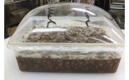 シンプルパンのスペルト・カンパーニュ（BB003-1）