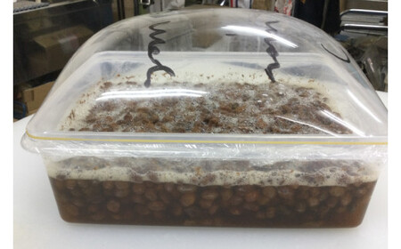 シンプルパンのスペルト・ノアレザン（BB004-1）