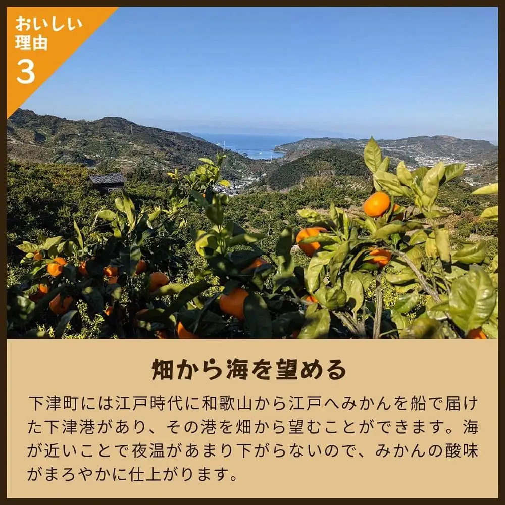 とれたてしもつみかん　5kg家庭用｜和歌山県海南市の下津みかんを産地直送でお届け【2026年11月発送開始】