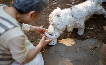 【6ヵ月定期便】オーガニック鹿肉ペットフード（犬用）ドライタイプ1kg エサ 