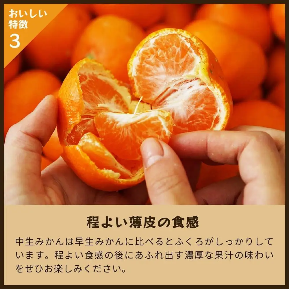 蔵出しみかん中生　5kg家庭用｜和歌山県海南市下津町の特産品蔵出しみかんの中生品種を産地直送でお届け【2027年1月発送開始】