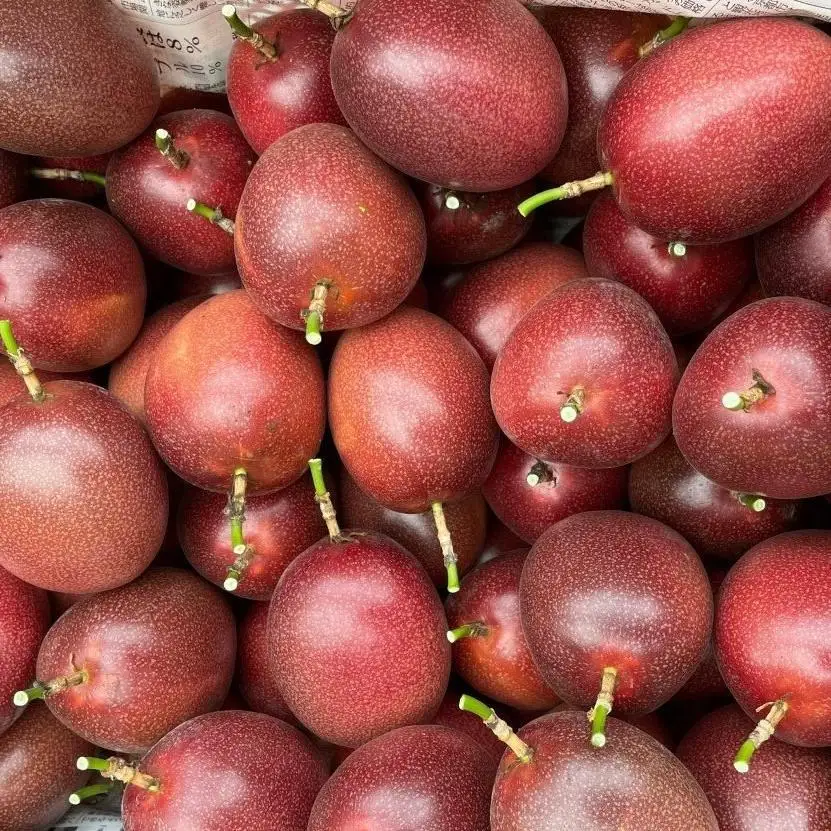 【2026年発送 先行受付】パッションフルーツ バラ詰め 約3kg【武富農園】パッションフルーツ 果物 くだもの