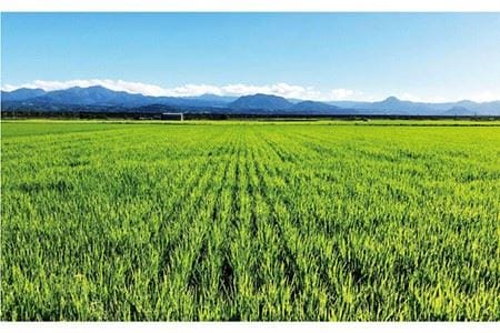 【先行予約】【R6年産新米】さがびより5kg＆こだわりの甘酒 500ml×2本 / お米 甘酒 [IBL019]