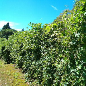 薬師の里「磐梯」 純ウマブドウ茶　お試し10包入り