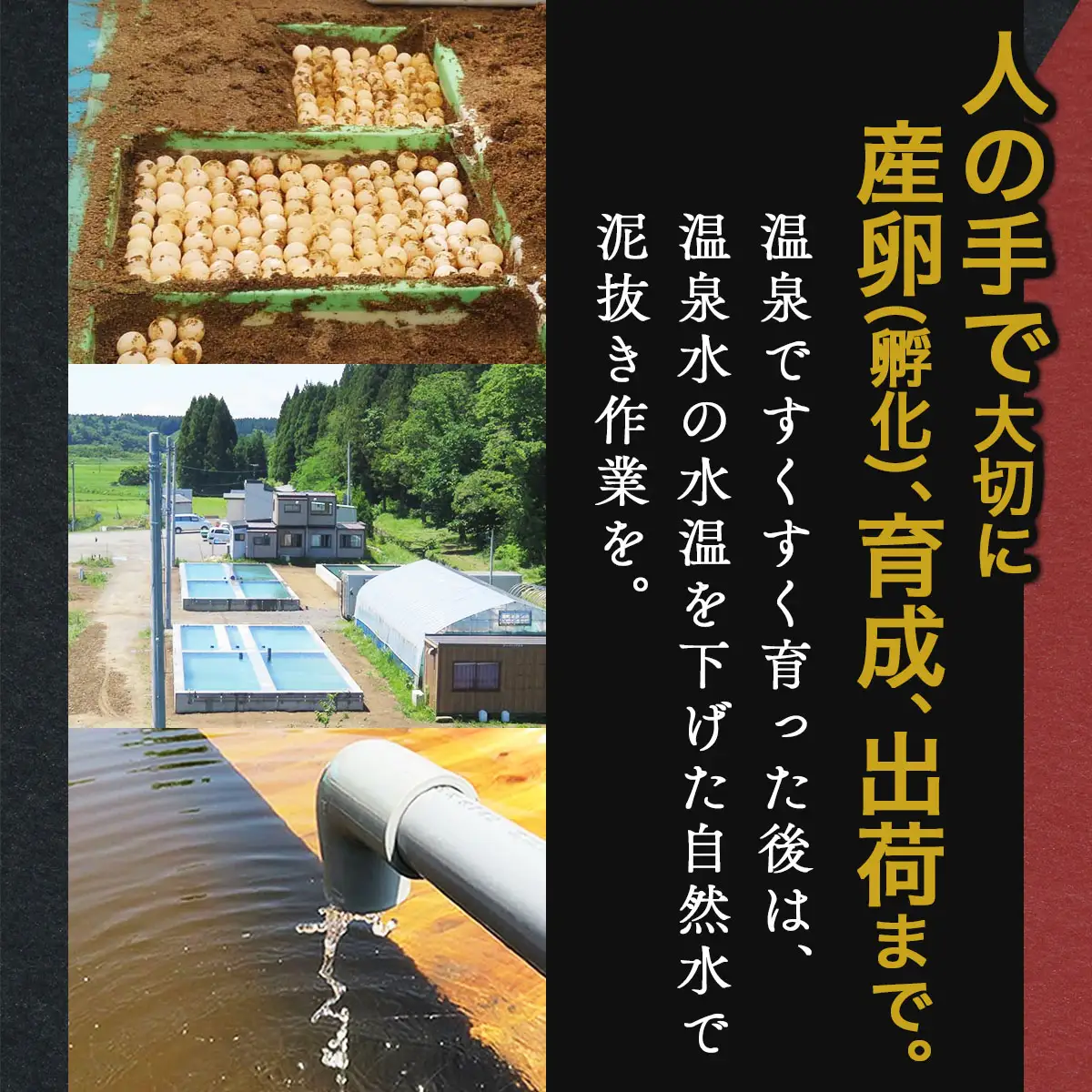 「兜すっぽん」鍋　醤油・生姜味2セット　青森シャモロックスープ味3セット 【兜すっぽん すっぽん すっぽん鍋 ミネラル コラーゲン 青森シャモロック スープ 青森県 贈り物 贈答 ギフト プレゼント】 【02402-0176】