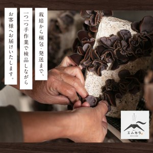 a769 国産乾燥きくらげ計120g(40g×3袋)【姶良のアグリM～】