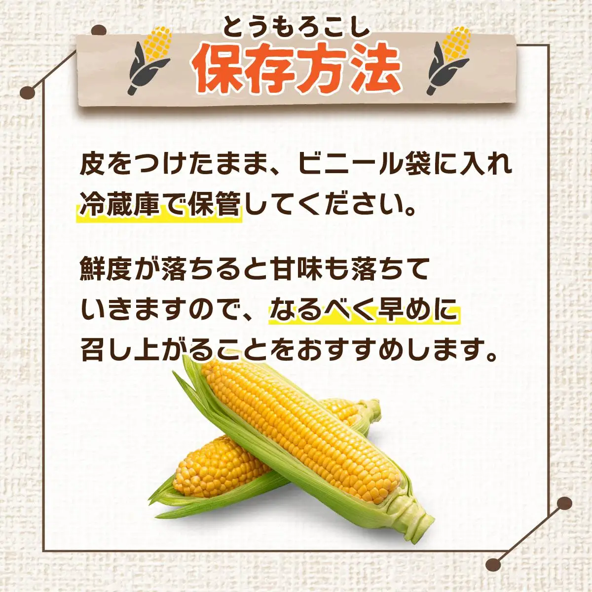 ＜先行予約＞北海道産 とうもろこし 恵味 Lサイズ 10本【55250484】