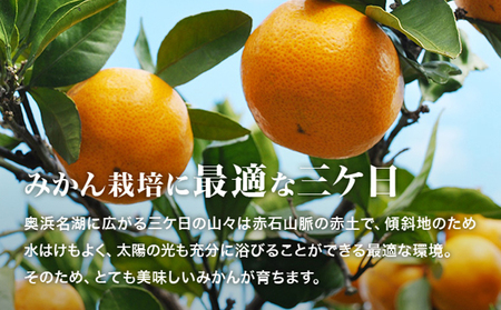 【2026年2月中旬以降順次発送】三ヶ日 みかんジュース あおしま 180ml 30本 ストレート ジュース 100％ジュース 100% 果汁100％ 三ヶ日みかん みかん 温州みかん 温州みかんジュース 静岡県 浜松市