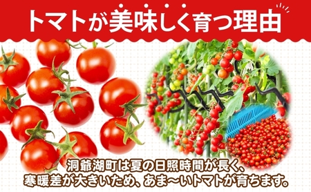 北海道 有機JAS認定 ミニトマト ダルタリー 150g×8パック 7月中旬～9月上旬頃にお届け 有機栽培 新鮮 旬 野菜 安心 安全 完熟 高糖度 濃厚 トマト 産地直送 農家直送 佐伯農園 送料無料 洞爺湖
