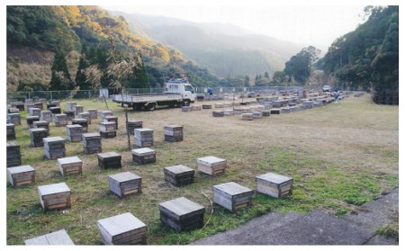 国産純粋蜂蜜（３００g×３本） ( ふるさと納税 はちみつ 純粋蜂蜜 国産 ハチミツ 天然 濃厚 セット 北海道 遠軽町 株式会社 花田産業 ) en01-00039