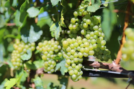 ワイン 赤 ブレンド ボルドー品種 ミディアムボディ 750ml×2本 お酒 / city farm / 山梨県 韮崎市