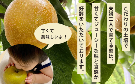 【2026年8月中旬～発送】豊永の 梨 約3kg 熊本県 070-0593