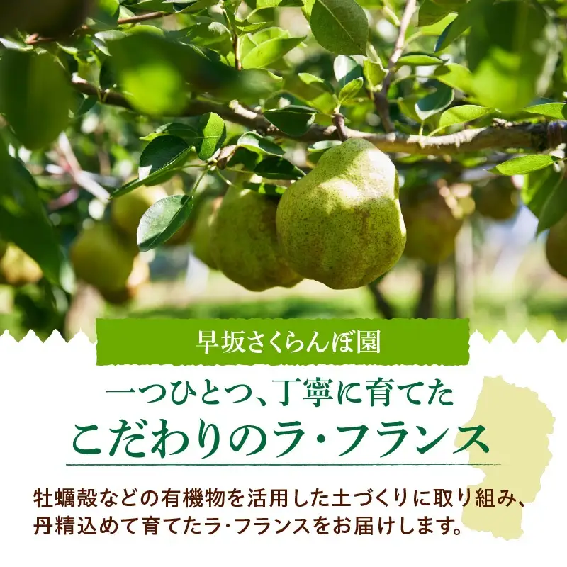 西洋梨（ラ・フランス）３ｋｇ　0052-2606