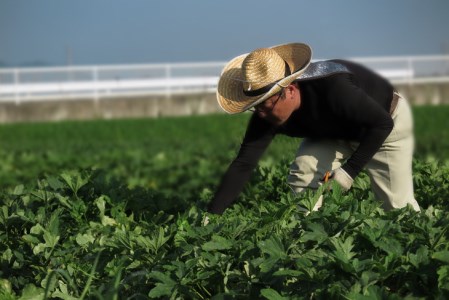 漬物 京つけものもり 12種 漬物