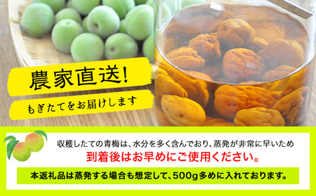 青梅 梅 南高梅 約5kg