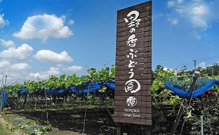 【2026年先行予約】 訳ありシャインマスカット 約1.2kg (バラ房)  株式会社野の香 | 訳ありシャインマスカット