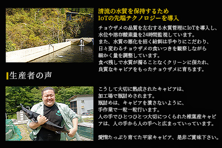 【世界三大珍味×日本三大秘境】HEIKE CAVIAR ワインキャビア 20g【産地直送】【簡易包装】国産 チョウザメ キャビア 5g 魚卵 魚介 珍味 SZ-128