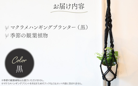 《黒》季節の観葉植物と3色から選べるマクラメハンギングプランターのセット 観葉植物 飾り インテリア マクラメ編み マクラメ ハンギング プランター 鉢 黒 ブラック 手編み おしゃれ 植物 室内