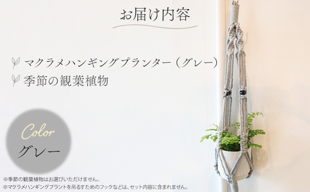 《グレー》季節の観葉植物と3色から選べるマクラメハンギングプランターのセット 観葉植物 飾り インテリア マクラメ編み マクラメ ハンギング プランター 鉢 グレー 手編み おしゃれ 植物 室内