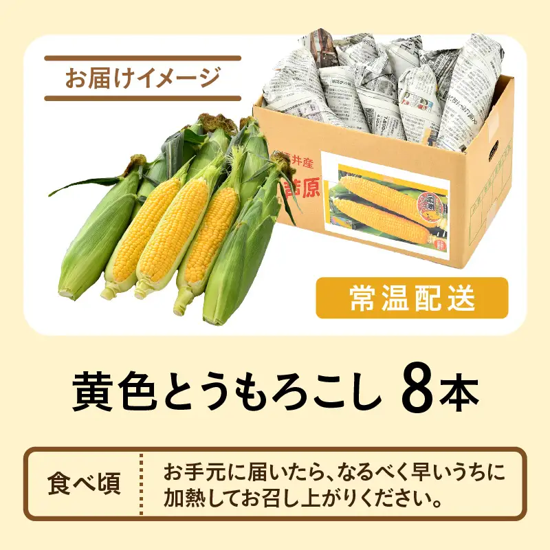 【先行予約】秋とうもろこし 8本 おおもの 黄色 朝採り ／ 期間限定 数量限定 ハウス栽培 産地直送 甘い スイートコーン とうもろこし 野菜 あわら ※2026年10月10日より順次発送 [aw039-a011]
