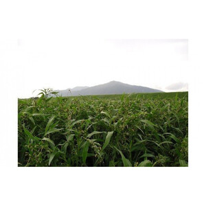 【定期便3回】発芽焙煎出雲はとむぎ茶(24本） を毎月お届け！