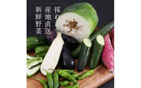 朝どれ！野菜の詰合せ／芸西村で採れた新鮮な野菜6～8種類をお届けします。