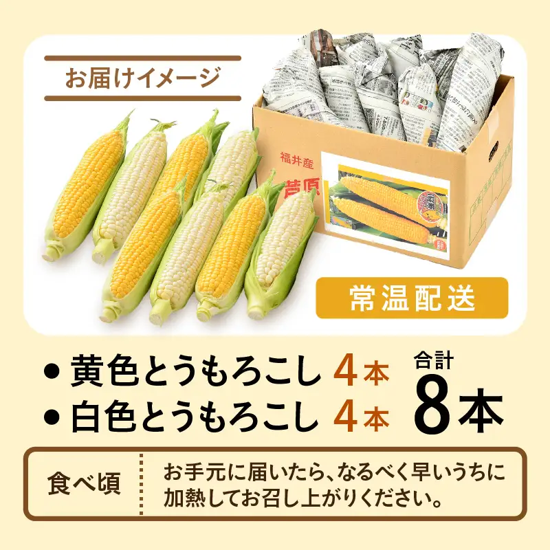 【先行予約】秋とうもろこし 黄色 白色 計8本 おおもの 朝採り ／ 期間限定 数量限定 ハウス栽培 産地直送 甘い ミックス スイートコーン 白い とうもろこし ホワイトコーン 野菜 あわら ※2026年10月10日より順次発送 [aw039-a012]