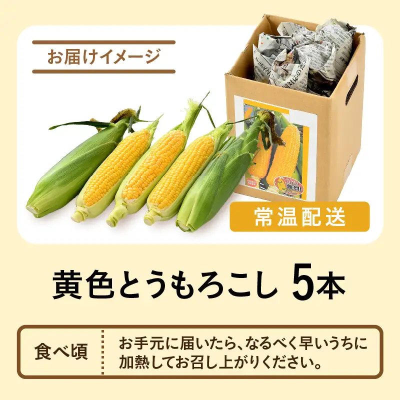 【先行予約】秋とうもろこし 5本 おおもの 黄色 朝採り ／ 期間限定 数量限定 ハウス栽培 産地直送 甘い スイートコーン とうもろこし 野菜 あわら ※2026年10月10日より順次発送 [aw039-a013]