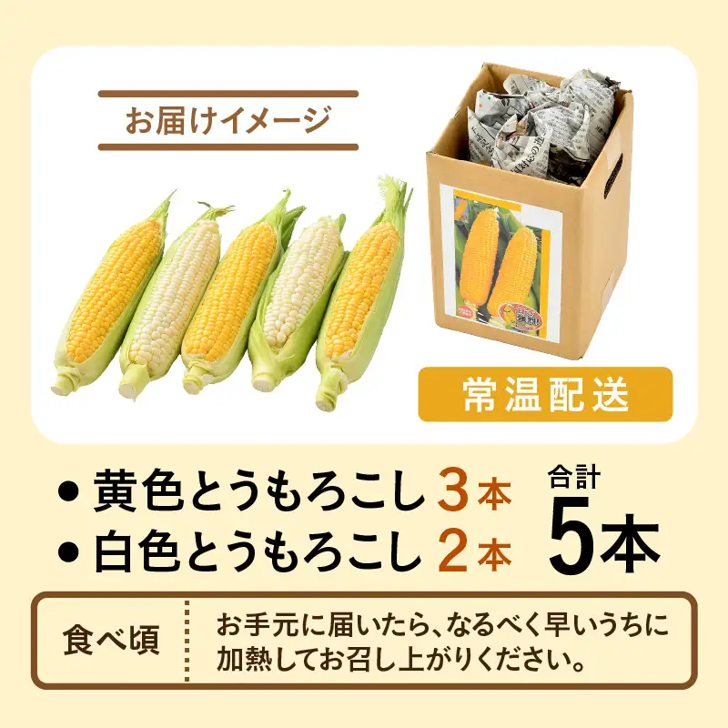 【先行予約】秋とうもろこし 黄色 白色 計5本 おおもの 朝採り ／ 期間限定 数量限定 ハウス栽培 産地直送 甘い ミックス スイートコーン 白い とうもろこし ホワイトコーン 野菜 あわら ※2026年10月10日より順次発送 [aw039-a014]