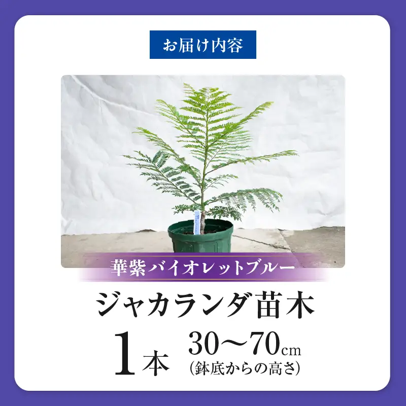 ≪世界三大花木≫ ジャカランダ 苗木 華紫バイオレットブルー 30cm～70cm_CA71-25