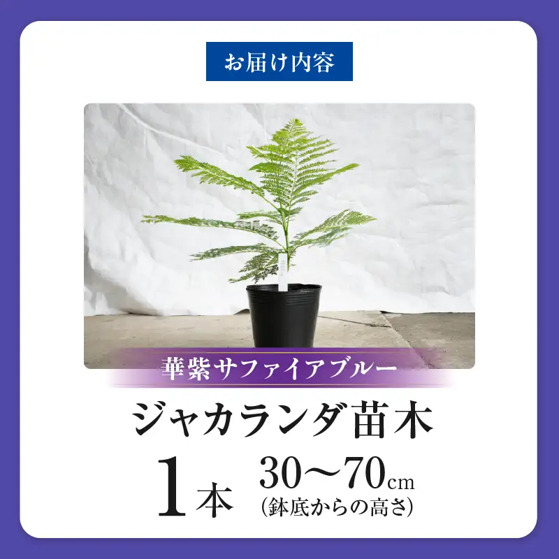 ≪世界三大花木≫ ジャカランダ 苗木 華紫サファイアブルー 30cm～70cm_CA72-25