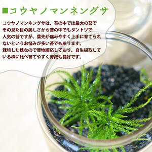 「めでる」シリーズ：苔テラリウム制作キット オオカサゴケ&コウヤノマンネングサ 混合パック NKK0009