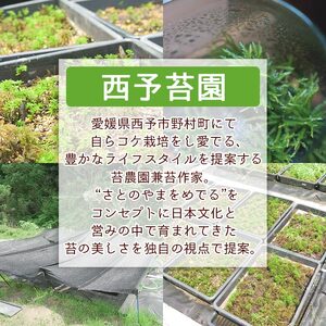 オオカサゴケ [Rhodobryum giganteum] 苔テラリウム用人工栽培品種 5本パック NKK0006