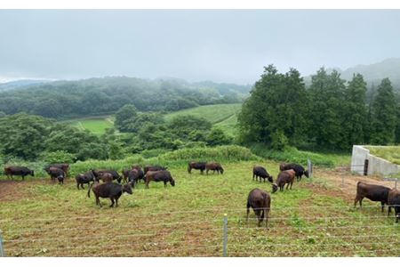 ステーキ食べ比べセット約1kg【美星和牛】