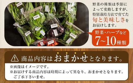 特別栽培 旬の採れたて 7～10種類お野菜詰め合わせセット TAGATAME タガタメ【野菜 特別栽培 有機野菜 農薬不使用 無農薬】