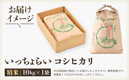 【先行予約】【令和8年産・新米】【一等米】いっちょらい 精米 10kg×1袋 ／ 福井県産 ブランド米 コシヒカリ ご飯 白米 お米 コメ 新鮮 大賞 受賞 新米 福井県あわら産 ※2026年9月下旬以降順次発送予定 [aw012-b023]