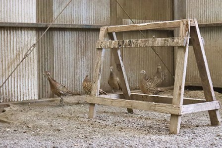【きじ肉】きじ重６人前
