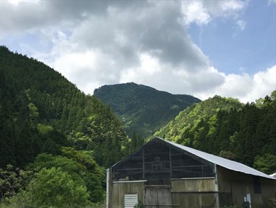 ヘルシーで旨みたっぷり！本川手箱きじコロッケ（１０個）