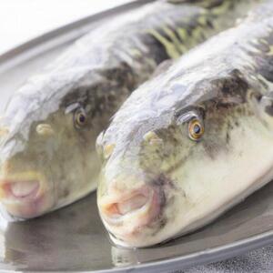 【着日指定可】国産とらふく刺身セット（約1～2人前）