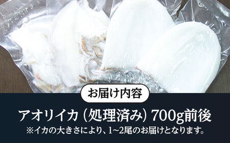 アオリイカ（処理済み） 700g前後 《壱岐市》[JCG018]