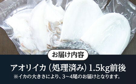 アオリイカ（水イカ）1,500g前後 [JCG019] イカ 刺身