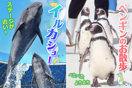 【越前松島水族館】 体験・体感型水族館の入館券プラン 【水族館 入場券 チケット 券 観光 旅行 利用券 入館券 体験 夏休み アウトドア】 [A-11103]