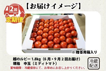 定期便 年2回お届け「越のルビー」 1.8kg (計3.6kg)　～甘くて濃厚なトマトをお届けします～ 【1回目：2026年6月上旬〜6月下旬 / 2回目：2026年9月上旬〜9月下旬】 [B-1101]