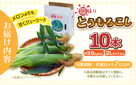 【先行予約】朝取れ とうもろこし 10本 (1本：2Lサイズ以上 370g～450g) ～驚きの糖度18度以上！～ (わくわくコーン) 【2026年6月上旬以降順次発送】  [A-7102] とうもろこし とうもろこし とうもろこし とうもろこし
