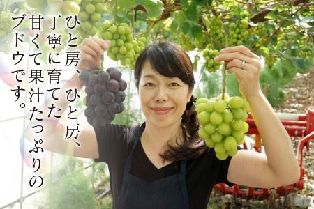 【先行予約】 減農薬にこだわった新鮮で安心な川合農園のブドウ おまかせ2房 と ブルーベリーセット 【2026年7月以降順次発送予定】 【ブドウ ぶどう ブルーベリー 果物 くだもの 果実 フルーツ 旬 新鮮 減農薬 セット 詰め合わせ 国産 冷蔵】 [A-7551]