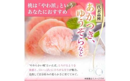 《先行予約 2026年度発送》【山形県産】白桃3kg(7～12玉) もも モモ 桃 デザート フルーツ 果物 くだもの 果実 食品 山形県 FSY-0385
