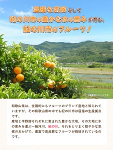 【先行予約】まーくん家のみかん 約5kg 《11月中旬-12月中旬頃出荷》 和歌山県 紀の川市 柑橘 きただ農園まーくん家 化学肥料・除草剤不使用