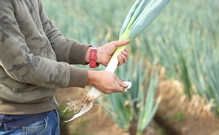 おとなりさんち厳選！浜松から鮮度抜群！旬の野菜BOX【配送不可：沖縄・離島】 セット 詰合せ 