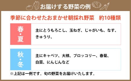 【奇数月定期便年6回】新鮮 直送 若松旬野菜セット 定期便 採れたて 旬野菜